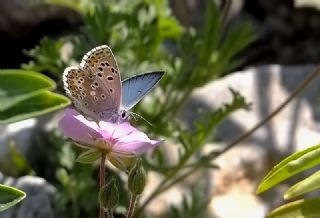 okgzl Balkan Mavisi (Aricia anteros )