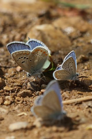 okgzl Turkuvaz Mavisi (Polyommatus dorylas)