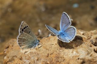 Anadolu Karagz Mavisi (Glaucopsyche astraea)