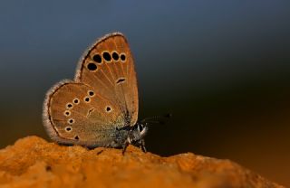 Anadolu Karagz Mavisi (Glaucopsyche astraea)
