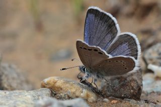 Anadolu Karagz Mavisi (Glaucopsyche astraea)