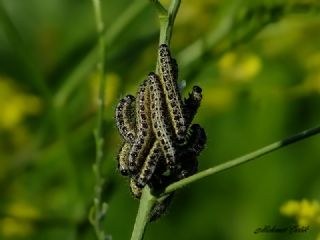 Byk Beyazmelek  (Pieris brassicae)