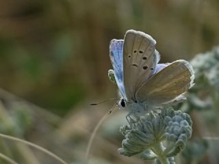 ? Agro T�r� (Tan�ms�z)&nbsp;(Agrodiaetus&nbsp;sp.)