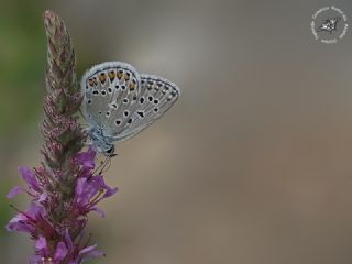 okgzl Eros (Polyommatus eros)