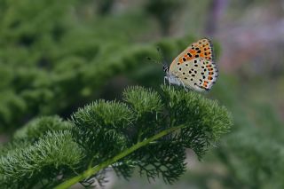 sli Bakr Gzeli (Lycaena tityrus)