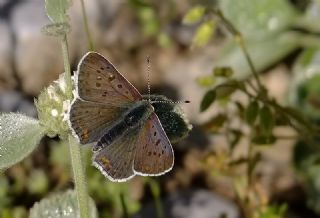 sli Bakr Gzeli (Lycaena tityrus)