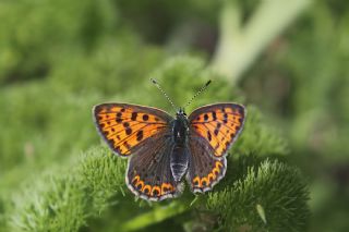 sli Bakr Gzeli (Lycaena tityrus)