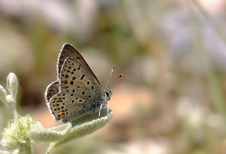 sli Bakr Gzeli (Lycaena tityrus)