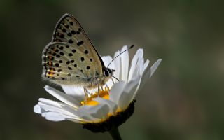 sli Bakr Gzeli (Lycaena tityrus)