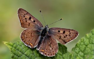 sli Bakr Gzeli (Lycaena tityrus)