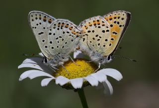 sli Bakr Gzeli (Lycaena tityrus)