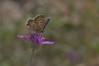 sli Bakr Gzeli (Lycaena tityrus)