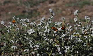 Gzel parhan (Melitaea trivia)