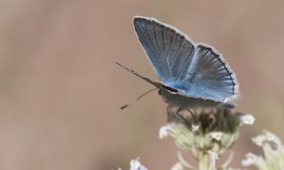 Lacivert Azeri okgzls (Polyommatus altivagans)