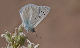 Lacivert Azeri okgzls (Polyommatus altivagans)