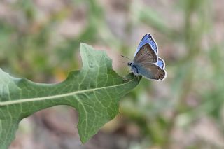 Anadolu Esmergz (Plebejus modicus)