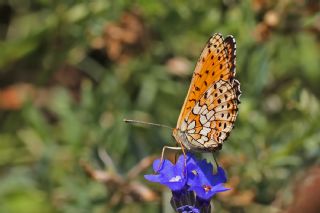 ift Noktal Brentis (Brenthis hecate)