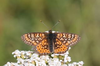 Nazuum (Euphydryas aurinia)