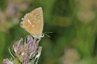 okgzl Dafnis (Polyommatus daphnis)