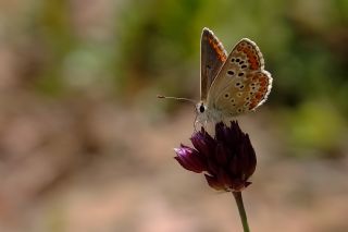 okgzl Esmer (Aricia agestis)