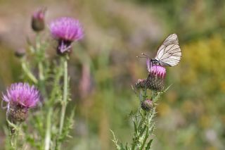 Al Beyaz (Aporia crataegi)