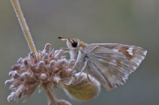 Mermer Zpzp (Carcharodus lavatherae)