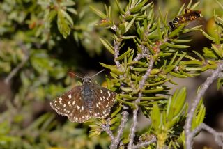 Kzl Zpzp (Spialia orbifer)