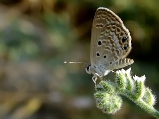 Akdeniz Mcevher Kelebei (Chilades galba)