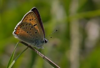 Byk Mor Bakr Gzeli (Lycaena alciphron)