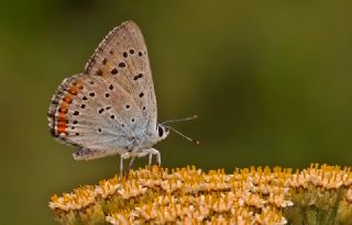 Byk Mor Bakr Gzeli (Lycaena alciphron)