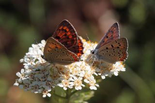 Byk Mor Bakr Gzeli (Lycaena alciphron)