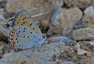 Byk Mor Bakr Gzeli (Lycaena alciphron)