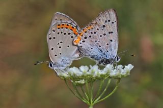 Byk Mor Bakr Gzeli (Lycaena alciphron)