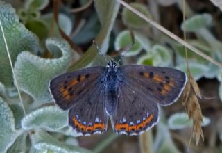 Byk Mor Bakr Gzeli (Lycaena alciphron)