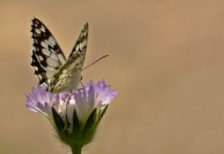 Akdeniz Melikesi (Melanargia titea)