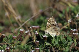 Dicle Gzeli (Junonia orithya)