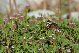 Dicle Gzeli (Junonia orithya)