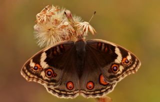 Dicle Gzeli (Junonia orithya)