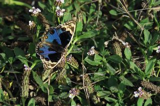 Dicle Gzeli (Junonia orithya)