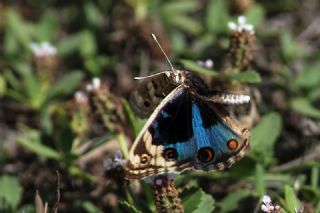 Dicle Gzeli (Junonia orithya)