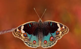 Dicle Gzeli (Junonia orithya)