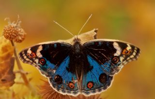 Dicle Gzeli (Junonia orithya)