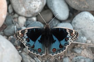 Dicle Gzeli (Junonia orithya)