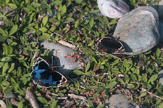 Dicle Gzeli (Junonia orithya)