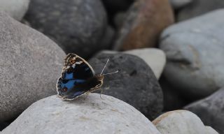 Dicle Gzeli (Junonia orithya)