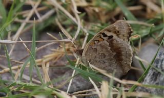 Dicle Gzeli (Junonia orithya)