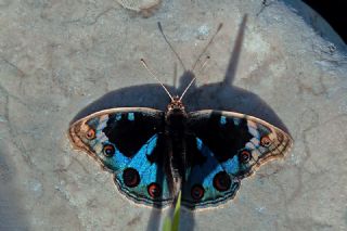 Dicle G�zeli&nbsp;(Junonia&nbsp;orithya)