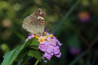 Dicle Gzeli (Junonia orithya)