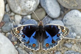 Dicle Gzeli (Junonia orithya)