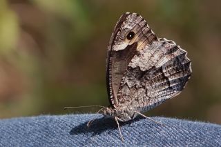 Byk Karamelek (Hipparchia syriaca)